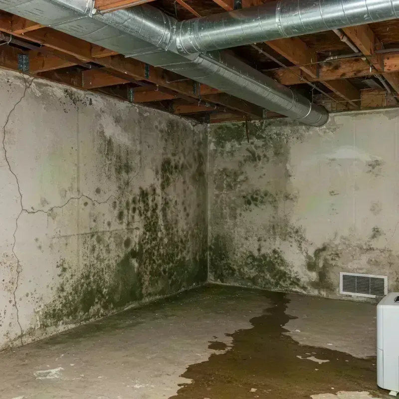 Professional Mold Removal in Eminence, MO